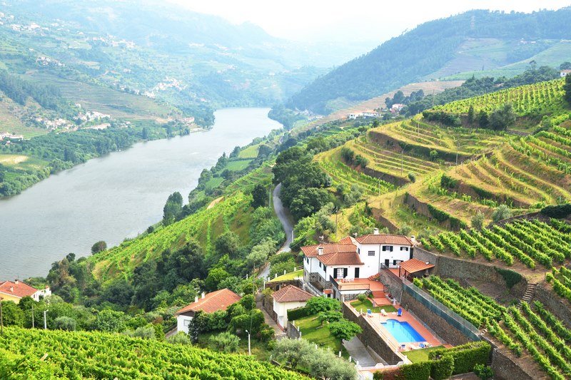 Vineyards in the valley of Douro river, Portugal